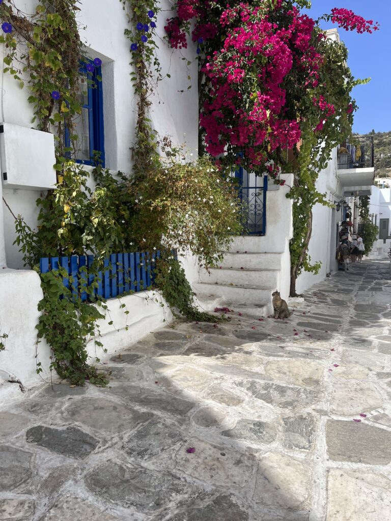 A cat on a quiet street in Greece, with white buildings