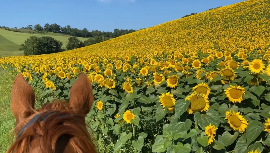 Horse riding in Southern France