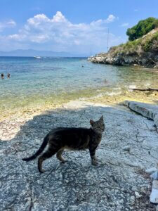 Beach cat in Gaios